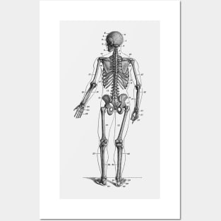 Backward Facing Skeletal Diagram - Vintage Anatomy Posters and Art